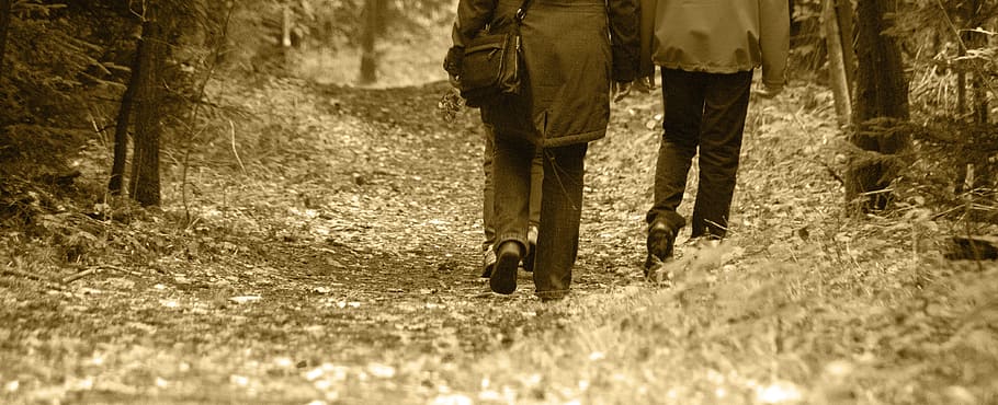 autumn, walk, autumn colours, leaves, away, trail, woman, sun, golden autumn, wet, cold