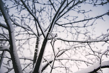 holý, strom, fotografování sněhu, Černá, dřevěný, Pokrýt, bílý, sníh, rostlina, větev, zimní