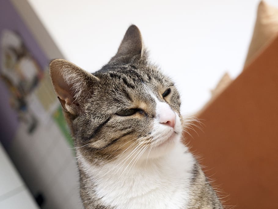 cat, pet, mieze, cat face, head, young cat, domestic cat, adidas, animal, snout, datailaufnahme
