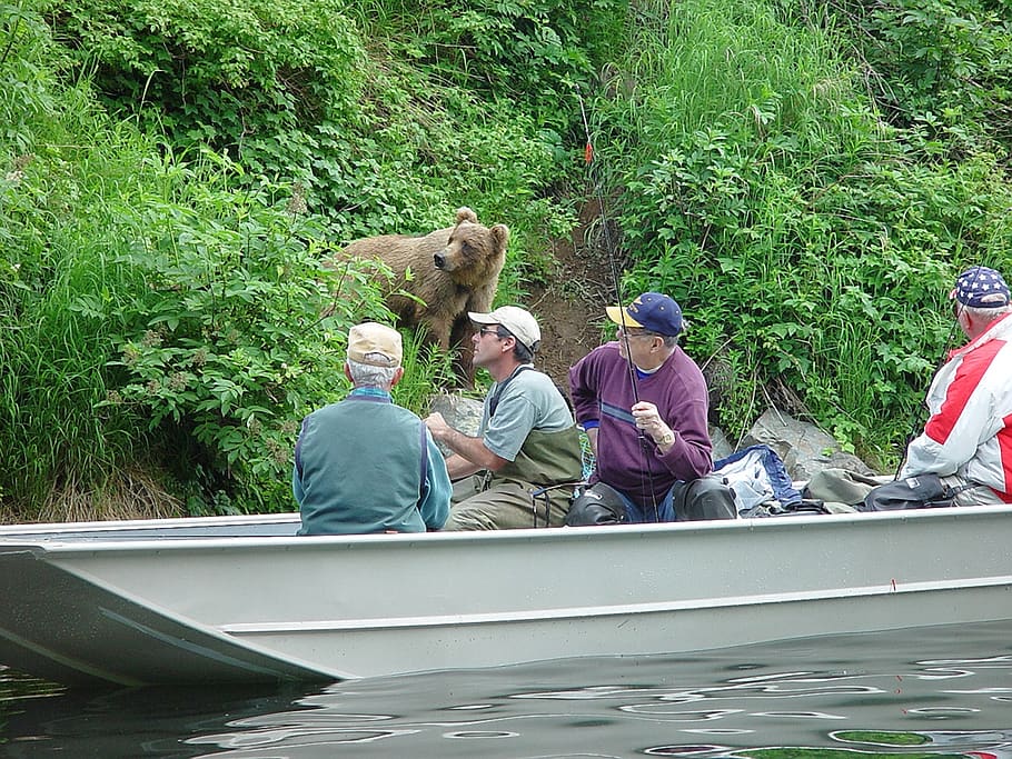 alaska, fishing, bear, unaware, water, wild, wildlife, nature, alaskan, salmon, outdoor