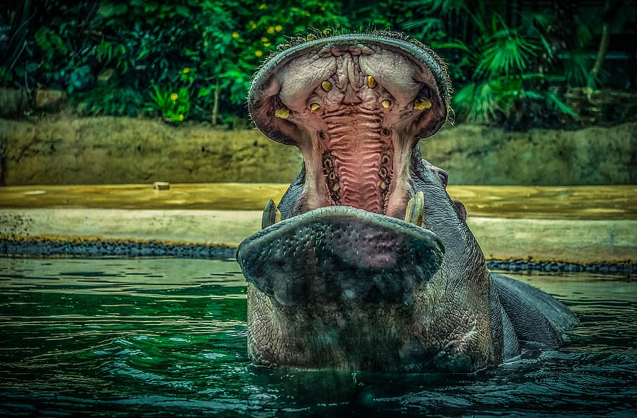 hippo, hippopotamus, water, animal world, mammal, zoo, animal, nature, hard, large, pachyderm