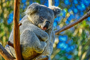 koala, zvíře, Austrálie, Příroda, roztomilý, volně žijících živočichů, strom, spát, medvěd, vačnatec, spací