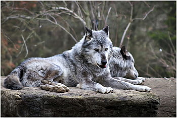 wolf, zoo, animal, hanover, predator, dangerous, timberwolf, wild, forest, stone, furry