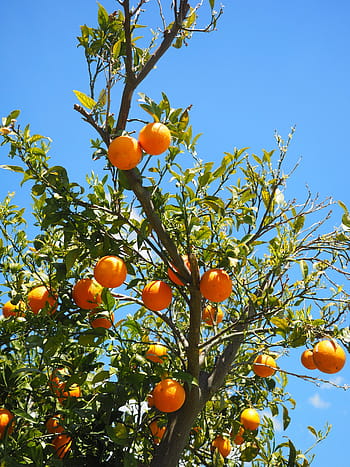 pomeranče, ovoce, pomerančovník, citrusové plody, strom, listy, estetický, brčál, citrus, diamantová zelená, rutaceae