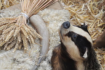 black, beige, animal, brown, wheat, badger, taxidermy, medieval festival, gisors, france, horn