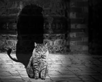 dlouhosrstá kočka ve stupních šedi fotografie, kočka, stín, masožravec, velký, Lev, Příroda, savec, mužský, dravec, hříva