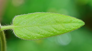 naturaleza, hoja, hojas verdes, otoño, hoja brillante, plantas, hoja verde, árbol, verde, camino, vegetación