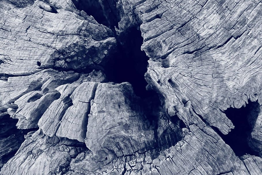 tree, tree section, black and white, textured, cracked, pattern, nature, geology, full frame, close-up, abstract