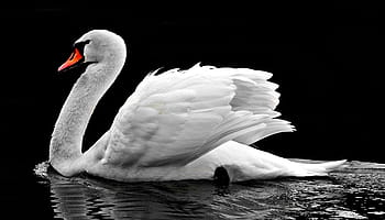 bianca, cigno, foto d'acqua, acqua, uccello acquatico, lago, natura, cigno bianco, acque, animale, nuotare