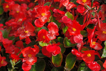얼음 베고니아, 꽃, 빨간, 플로라, semperflorens 베고니아 스, 베고니아 semperflorens cultorum, 베고니아 semperflorens 잡종, 신의 눈, 베고니아 잎 식물, 베고니아과, ocimum 베고니아