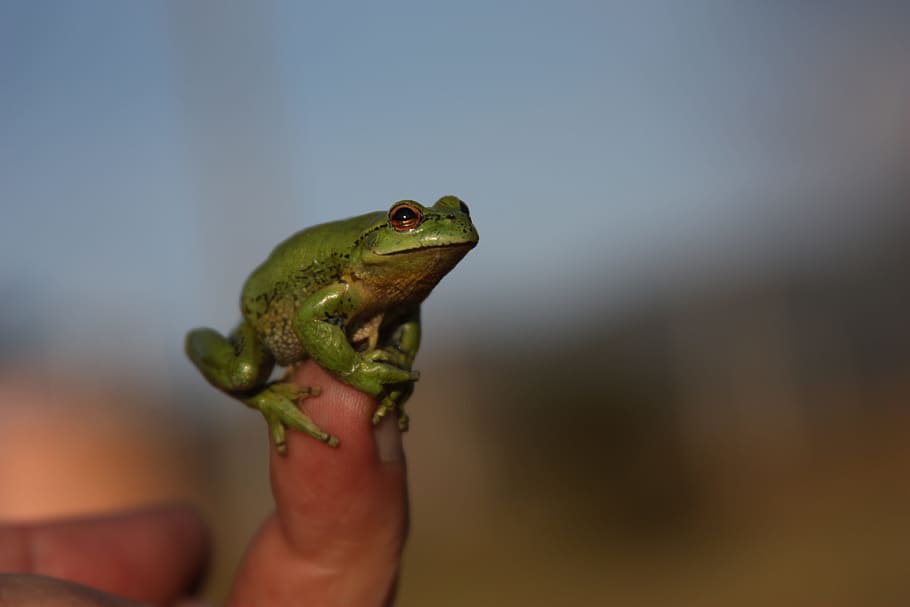 frog, green, wild, small, finger, size
