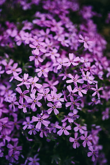 pemandangan, alam, Closeup, bunga, flora, tanaman, ungu, musim panas, Kepala bunga, di luar rumah, mekar