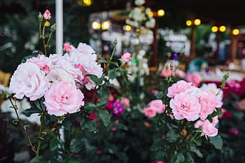 mawar bulgaria, Mawar, Bulgaria, bunga, flora, warna pink, alam, tanaman, dekorasi, daun bunga, di luar ruangan