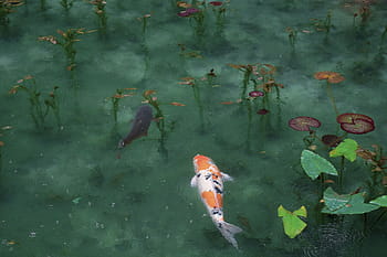 nero, pesci koi bianco-arancio, acqua, oceano, mare, fiume, lago, pesce, le foglie