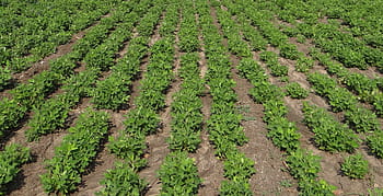 Plantagenfeld, tagsüber, Erdnuss, Feld, Erdnuß, Indien, Erdnussfeld, Ernte, Landwirtschaft, landwirtschaftlich, Natur