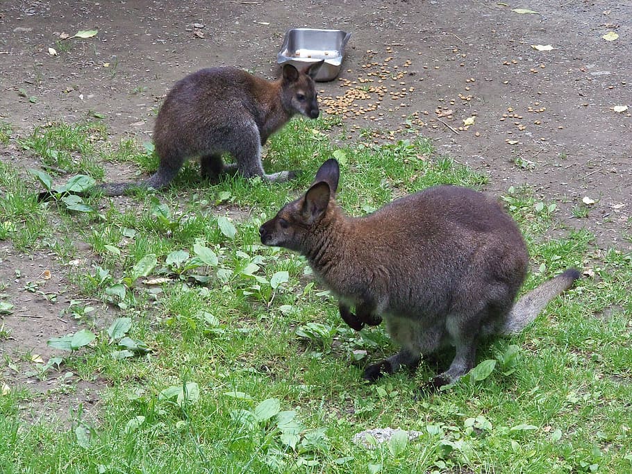 wallaby, matka, Příroda, australský, zvíře, Joey, volně žijících živočichů, park, outback, vačnatec, roztomilý
