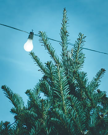 shallow, focus photography, green, leafed, plants, blue, sky, tree, light, bulb, wire