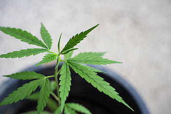 cbd, thajský konopí, konopí, Pozadí, lékařský, medicína, bylina, Příroda, kultura, přírodní, rostlina