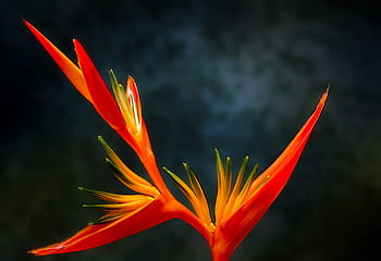 Červené, papoušek heliconia květina, detailní, fotografování, oranžový, rajských ptáků, ráj, květ, paradiesvogelblume, exotický, tropický