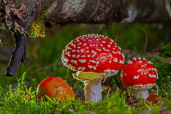 low, angle view, two, red, mushrooms, tree, stem, fly agaric, mushroom, red fly agaric mushroom, autumn