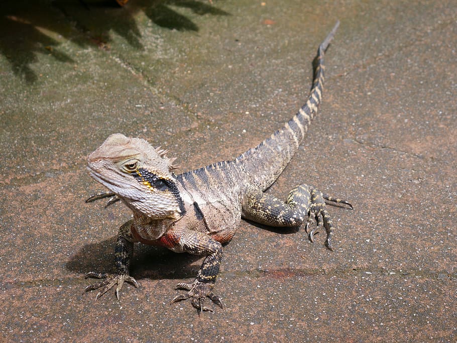 plaz, ještěrka, Příroda, zvíře, volně žijících živočichů, exotický, Austrálie, zoo, stvoření, zvědavý, fauna