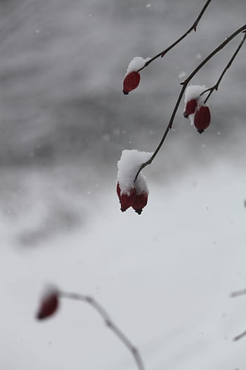 snow, winter, flower, landscape, nature, hiking, dom, outdoor, adventure