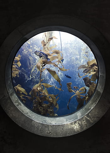 sea plant, blue, fish, portal, aquarium, indoors, animal themes, one animal, adult, people, full length