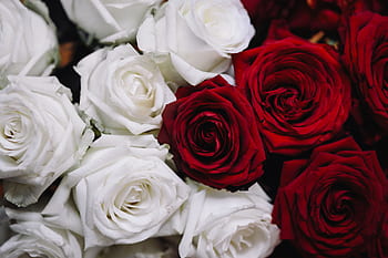 flor, flores, rosa, flora, Polônia, Branco, Vermelho, Rosas, Buquê