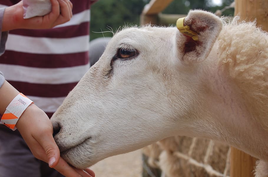 ovce, hospodařit, jehněčí, krmení, hospodářského zvířete, jíst ovce, vlna, zemědělství, zoo, zvíře, venku