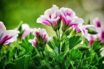 geranium, krukväxt, balkong anläggning, blommor, doftande, närbild, prydnadsväxter, sommar, röd, trädgård, natur