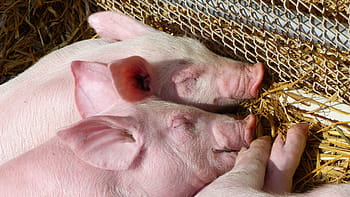animaux, χοιρίδια, υπνάκο, όνειρο, Χοίρος, ζώο, χοιρίδιο, αγρόκτημα, κατοικίδιο χοίρο, γεωργία, ζώα