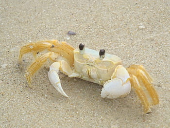 Crab, Crustacean, Claw, Marine, shellfish, seafood, sea life, fauna, aquatic, sand, one animal