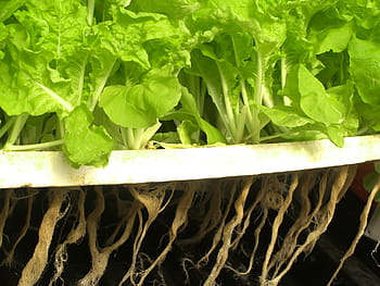 zelená listová zelenina, hospodařit, trh, hydroponické, vyrobit, listový salát, růst, vibrující, smažený, Lahodné, zemědělství