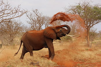 elefante che getta terreno, elefante, Africa, Kenia, Tsavo, natura, animali safari, animale, animali allo stato selvatico, savana, mammifero