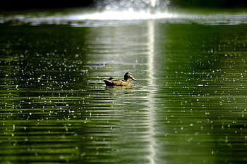 light reflection, radiation diffusely scattered, approach, duck, pond, water, park, water bird, colorful, bird, spring dress