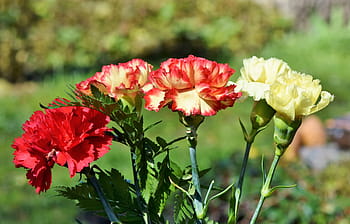 selective, focus photography, red, yellow, flowers, cloves, carnation bouquet, schnittblume, petals, carnation family, inflorescence