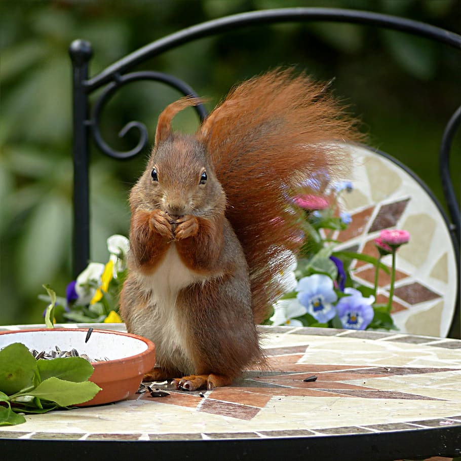 chipmunk, top, table, squirrel, rodent, sciuris major vulgaris, foraging, garden, one animal, outdoors, animal wildlife