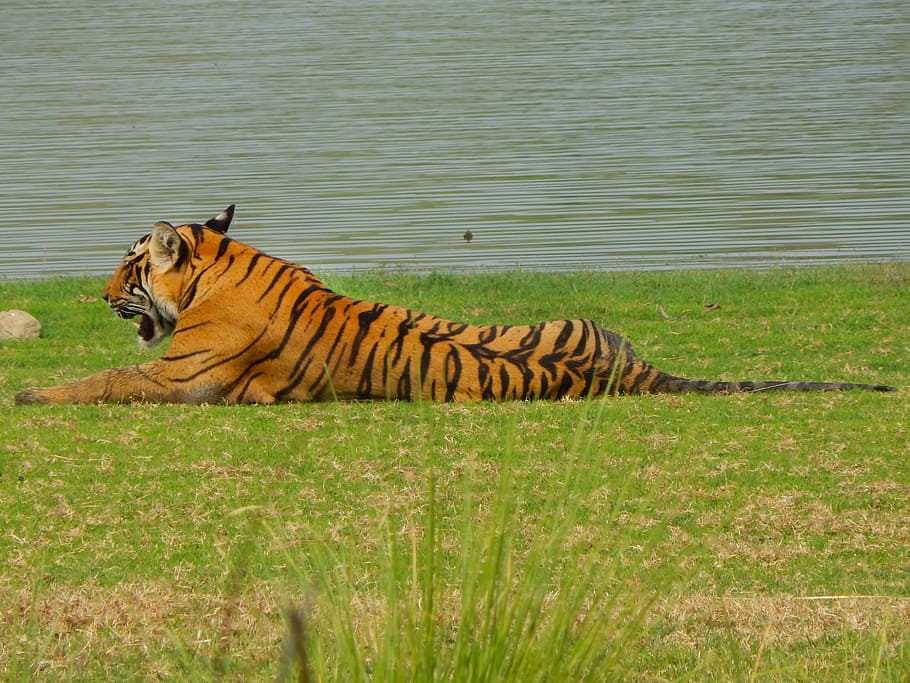 tigre, selvaggio, animale, strisce, natura, mammifero, gatto, zoo, capo, predatore, grande