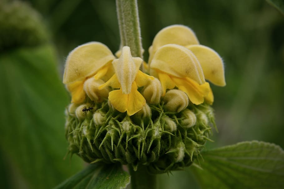 květ, žlutá, požární bylina, keřová bylina, strauchiges požární bylina, phlomis collina salisb, květenství, zahrada, flóra