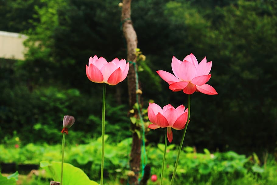 lotus, daechung, lotus vesnice