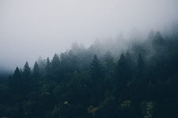 green, leaf trees, foggy, weather, trees, fog, forest, forrest, mist, woods, pine