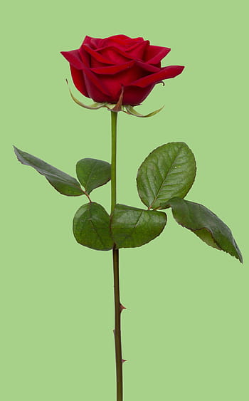 fotografie, singur, tijă, roșu, Trandafir, Trandafir roșu, floare, dragoste, romantism, cadou, floral