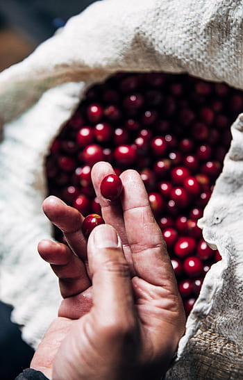 red, coffee, beans, hand, holding, sack, bag, fresh, roast, brew, latte