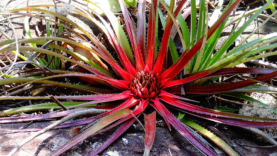 rosso, verde, pianta appuntita, Bromeis, pianta rara, pianta brasiliana, pianta di bahia, orchidee, bromeliad diventa sole, albero, montagna