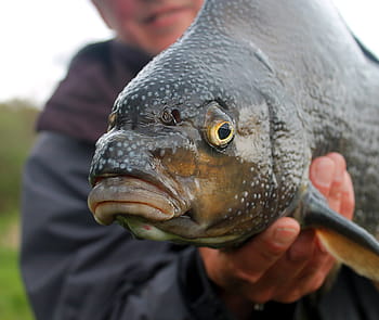 la personne, en portant, marron, noir, Poisson-chat, pêcheur, brème, canne à pêche, Lac, poisson, pêche