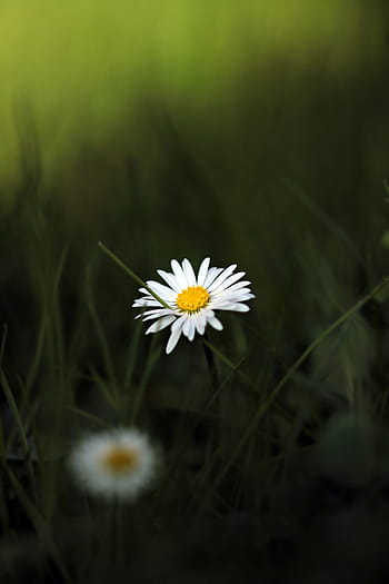 zavřít, fotografování, bílý, květ květu, během dne, zblízka fotografie, květ, sedmikráska, špičatý květ, louka, jaro