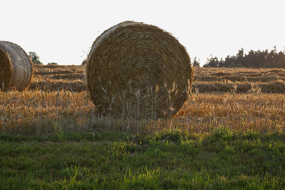 빨대, 짚 bales, 일주, 역할, 농업, 곤포, 소 사료, 건초, 밀짚 역할, 외장, 수확
