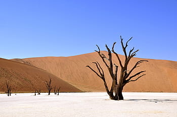 tree, white, sand, daytime, desert, namibia, dead vlei, deadvlei, clay pan, drought, africa