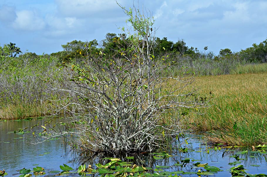 everglades, národní park, Florida, klíč na západ, park, Příroda, volně žijících živočichů, strom, usa