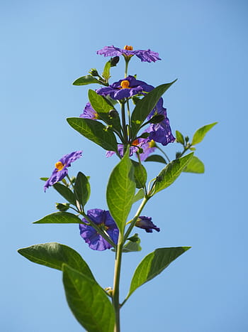 květ, fialový, keř, nachový, modrá fialová, lycianthes rantonnetii, solanum rantonnetii, lycianthes, nachtschattengewächs, solanaceae, okrasné rostliny